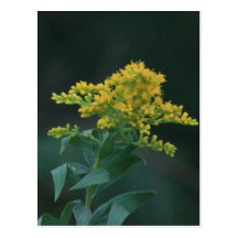Yellow Wildflower Post Card