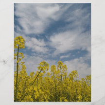 Yellow Wildflowers in the Sky Flyer