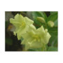 Yellow Willowherb Blossoms, Unalaska Island Post Cards