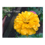 Yellow Zinnia Post Cards