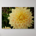 Yellow Zinnia ~ Poster~