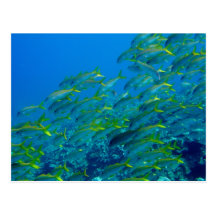 Yellowfin Goatfish Post Cards