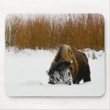 Yellowstone Bison Foraging Mouse Pad