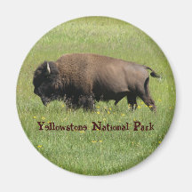 Yellowstone Buffalo Magnet