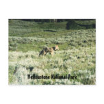 Yellowstone Coyote Post Cards