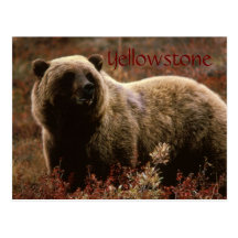 Yellowstone grizzly bear postcard
