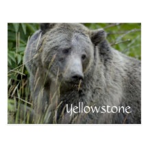 Yellowstone grizzly bear postcard