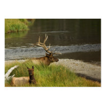 Yellowstone joint la mini copie cartes de visite professionnelles
