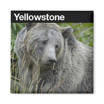 Yellowstone National Park (Grizzly) magnets
