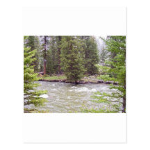 Yellowstone National Park Post Card