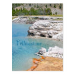 Yellowstone National Park Postcard