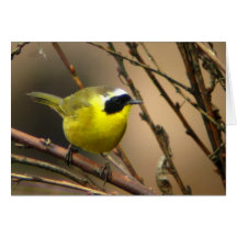 Yellowthroat commun • Joe Sweeney - carte