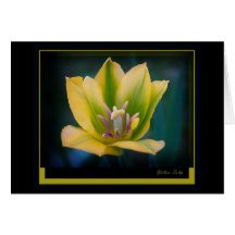 YellowTulip Greeting Card