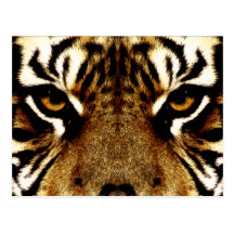 Yeux d'un tigre cartes postales