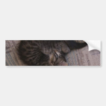 Yoga Kitten Bumper Sticker