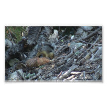 Yolly Bolly California Fauna Mammals Animals Photo Print