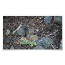 Yolly Bolly California Fauna Mammals Animals Photographic Print