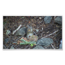 Yolly Bolly California Fauna Mammals Animals Photographic Print