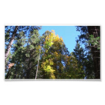 Yolly Bolly California  Flora Plants Botany Biota Photo Print