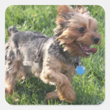 York Terrier Dog Sticker