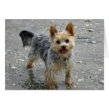 Yorkie Card