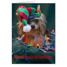 Yorkie Christmas Card