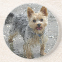 Yorkie Coasters