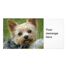 Yorkie Photo Greeting Card