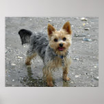 Yorkie Posters