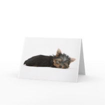 Yorkie Puppy Sleeping Greeting Card