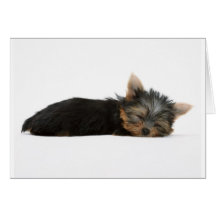 Yorkie Puppy Sleeping Greeting Card