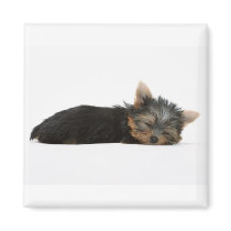 Yorkie Puppy Sleeping Refrigerator Magnet