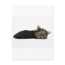 Yorkie Puppy Sleeping Postcard