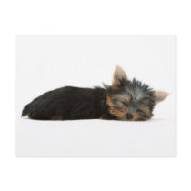 Yorkie Puppy Sleeping Postcards