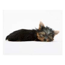 Yorkie Puppy Sleeping Postcards