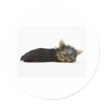 Yorkie Puppy Sleeping Stickers