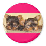 yorkie pups refrigerator magnet