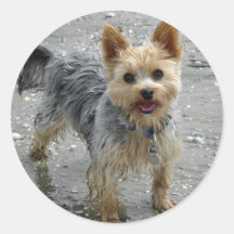 Yorkie Round Stickers