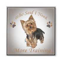 Yorkie Who Said I Need More Training
