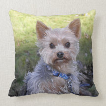 Yorkie with blue collar throw pillow