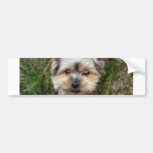 Yorkshire Terrier Bumper Sticker