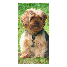Yorkshire Terrier in Park Photo Cards