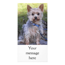 Yorkshire Terrier Photo Card