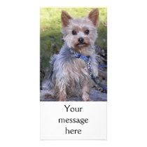 Yorkshire Terrier Photo Card