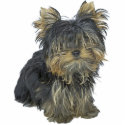 Yorkshire Terrier photo sculptures