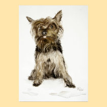 Yorkshire Terrier posters