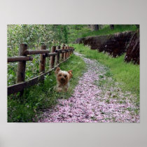Yorkshire Terrier Poster
