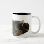 Yorkshire Terrier Tasses À Café