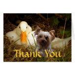 Yorkshire Terrier Thank You Card With Duck