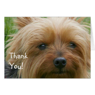 yorkshire_terrier_thank_you_greeting_card-r32a3b30e53d04b76ac5bf77bacbee883_xvuak_8byvr_324.jpg